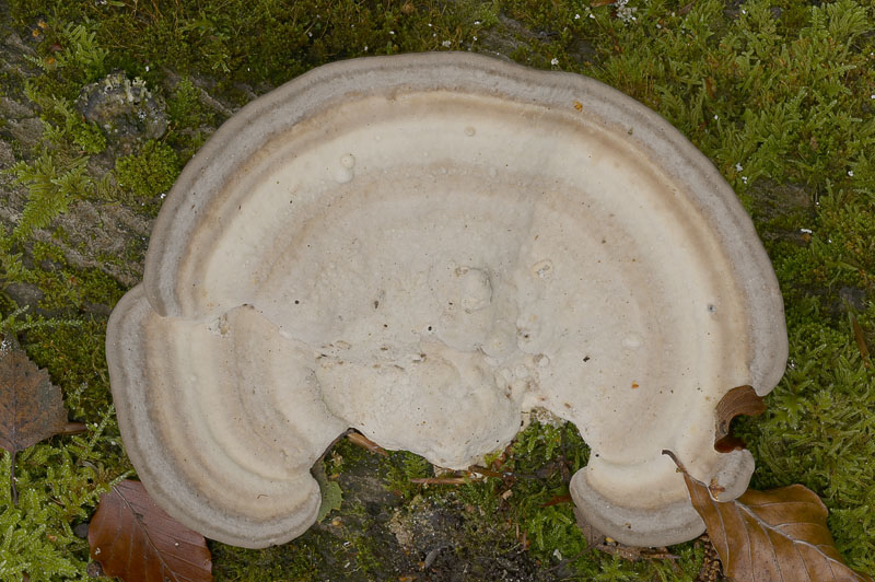 Trametes gibbosa
